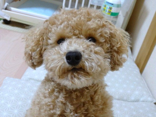 イメージ 9