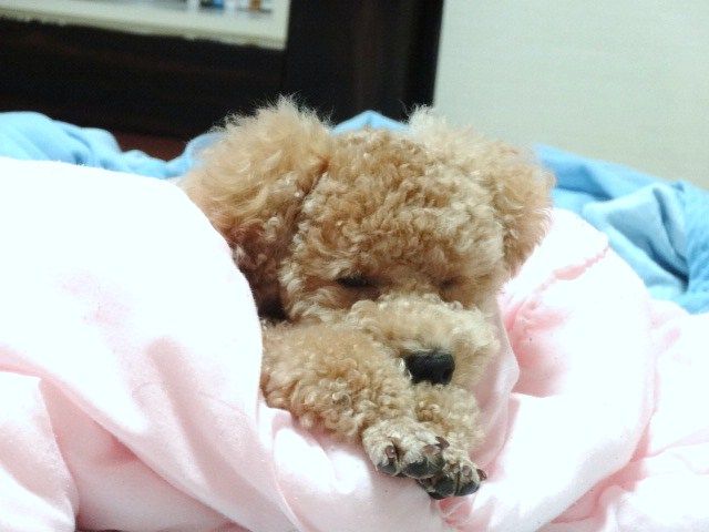 イメージ 6