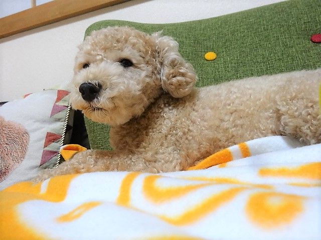 イメージ 5
