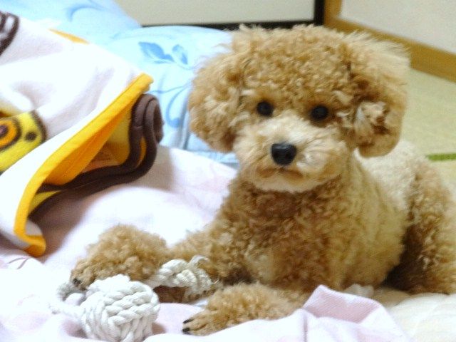イメージ 7