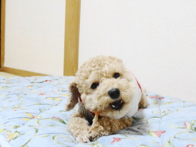 イメージ 5