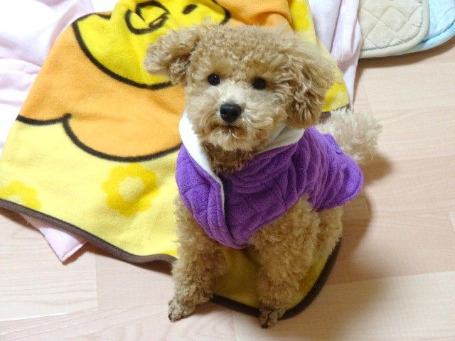 イメージ 7