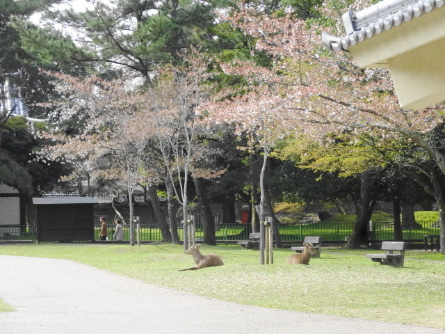 イメージ 12