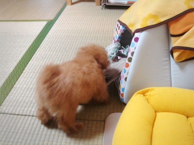 イメージ 7