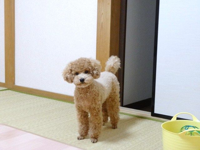 イメージ 7