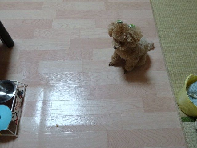 イメージ 8