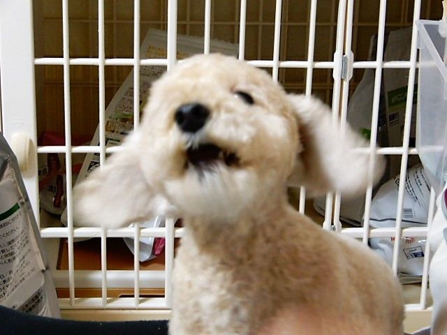 イメージ 8