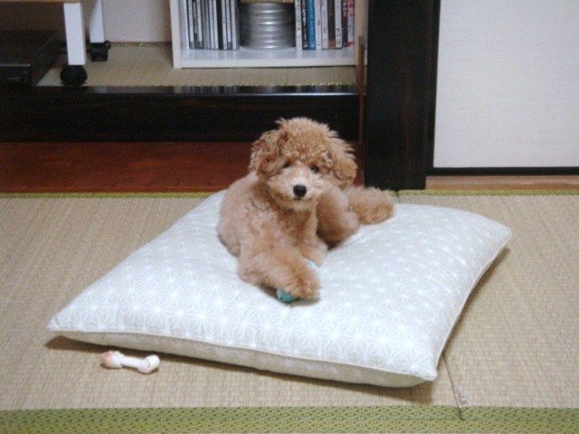 イメージ 8