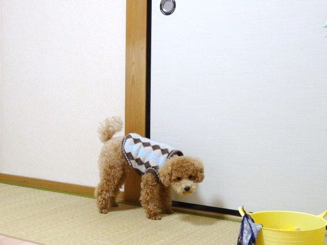 イメージ 6