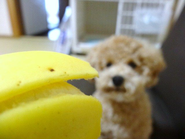 イメージ 11