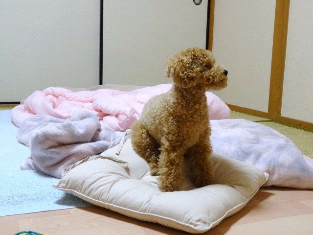 イメージ 5