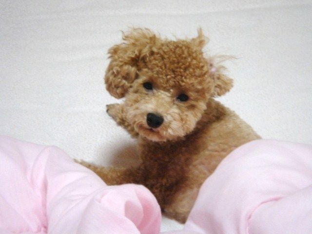 イメージ 5