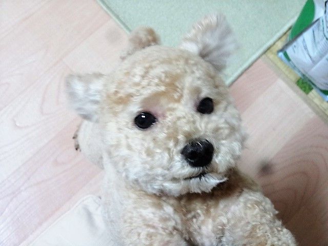 イメージ 7