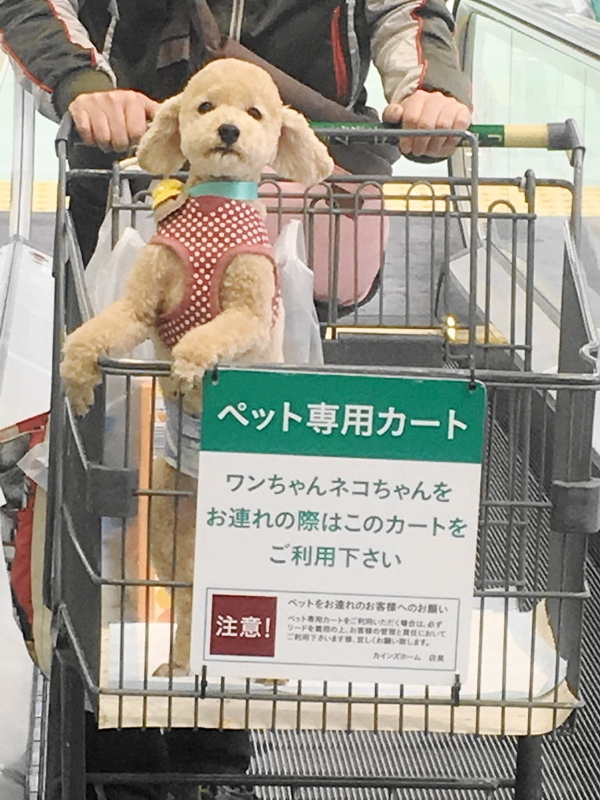 イメージ 5