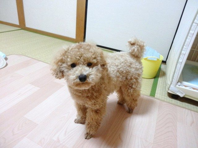 イメージ 7