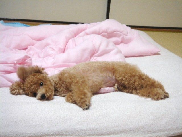 イメージ 4