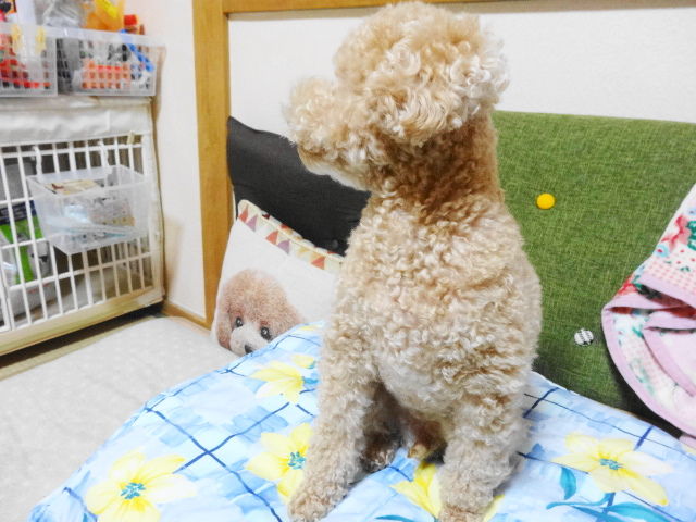 イメージ 8