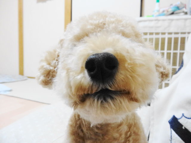 イメージ 8