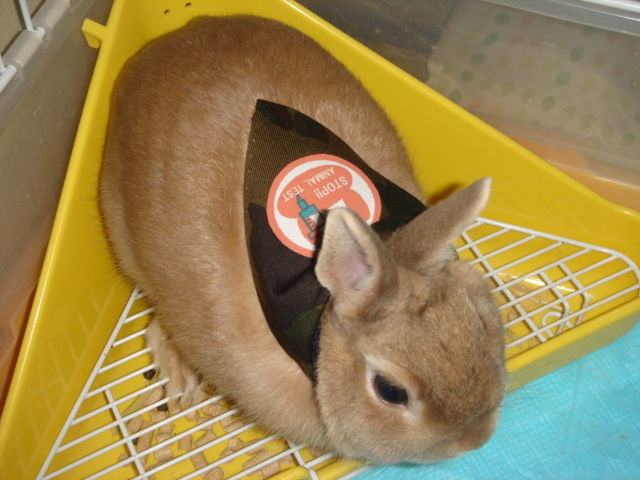 イメージ 7