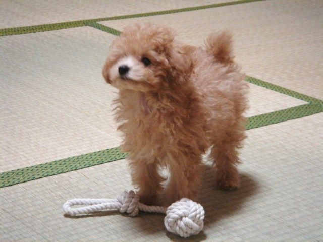 イメージ 8