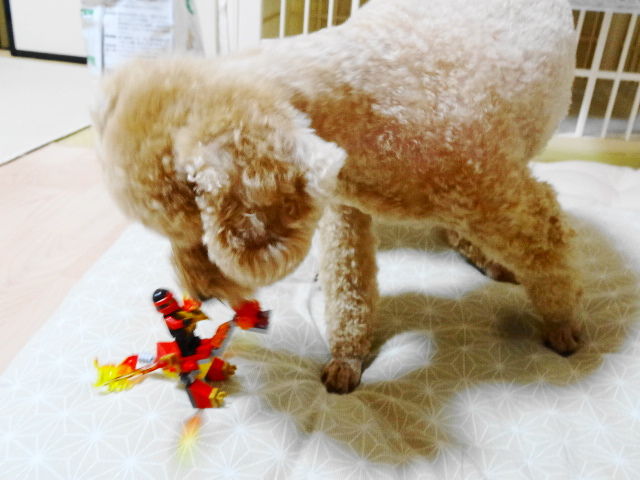 イメージ 6