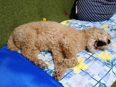 DSC04646 (1)