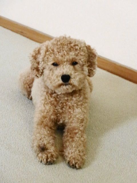 イメージ 10