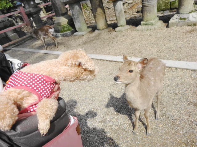 イメージ 8