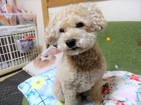 DSC04878 (1)
