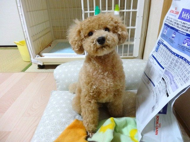 イメージ 12