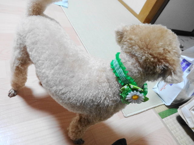 イメージ 5