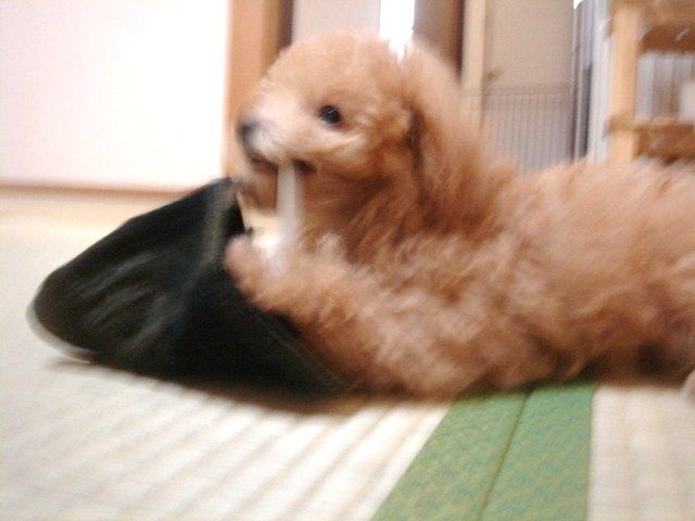 イメージ 5