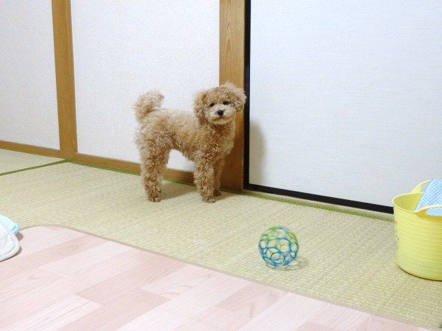 イメージ 8