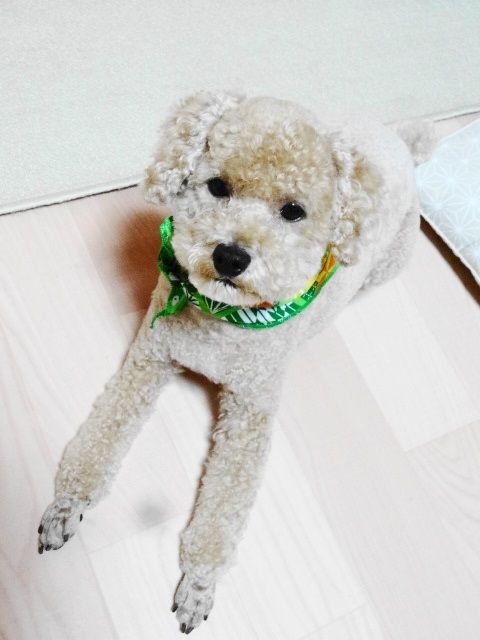 イメージ 8