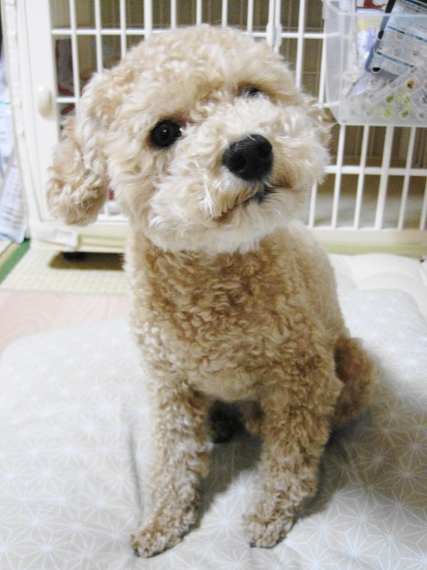 イメージ 9