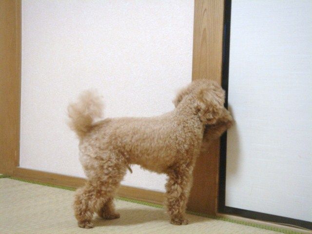 イメージ 7