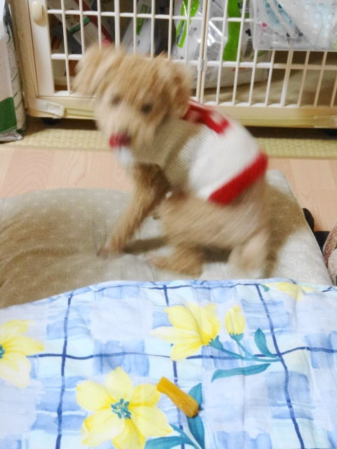 イメージ 7