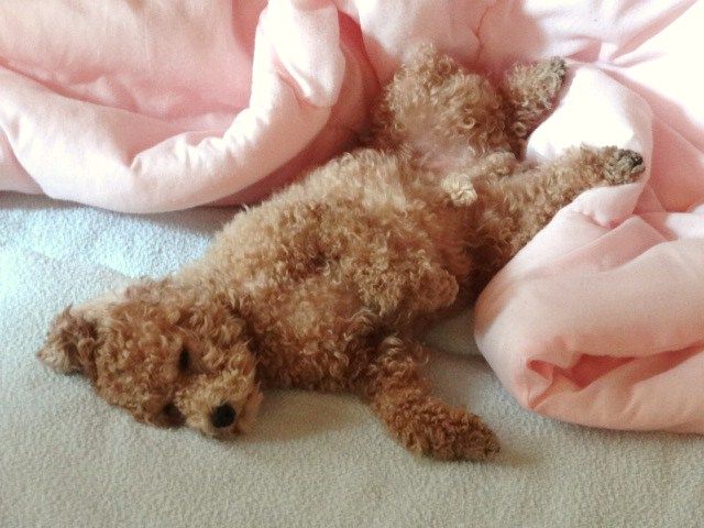 イメージ 5