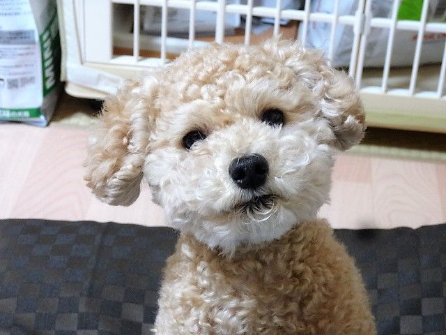 イメージ 9