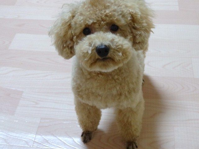 イメージ 10