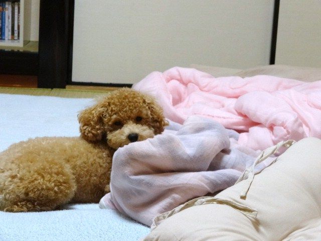 イメージ 7