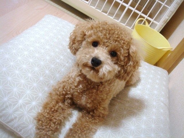 イメージ 9