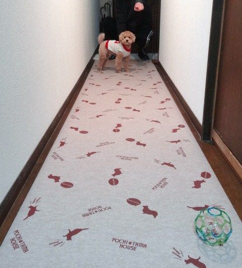 イメージ 11