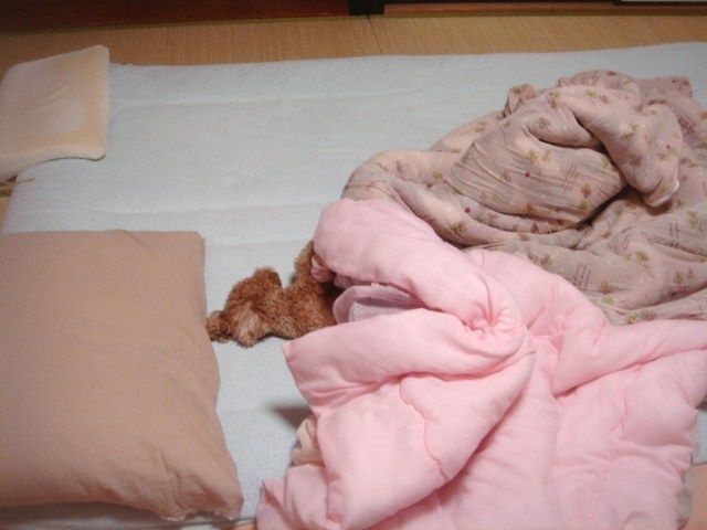 イメージ 6