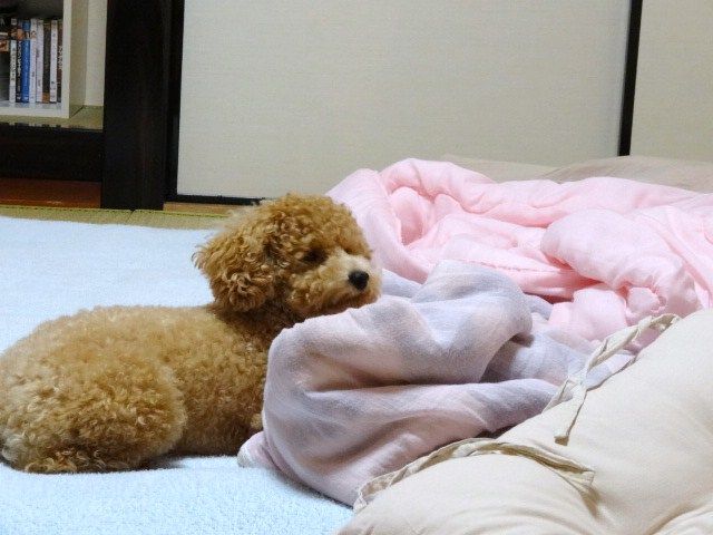 イメージ 8