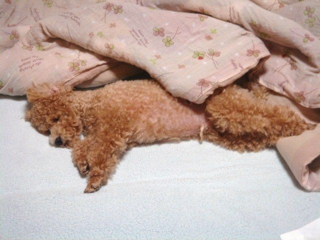 イメージ 5