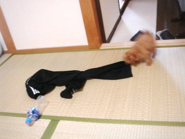 イメージ 5