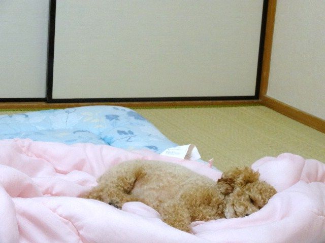 イメージ 9