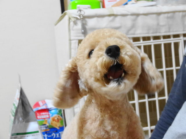イメージ 7