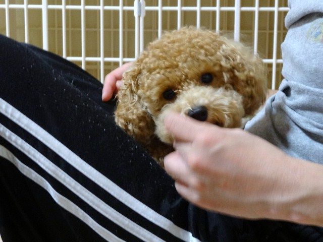 イメージ 10